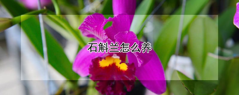 石斛蘭怎么養(yǎng)