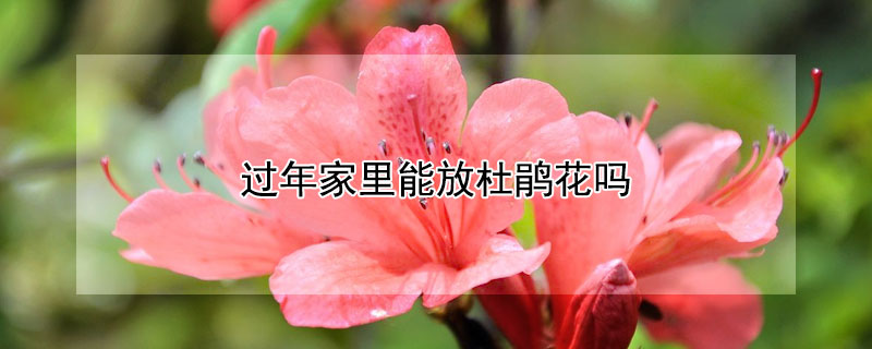 過年家里能放杜鵑花嗎