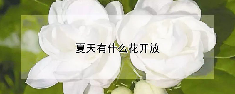 夏天有什么花開放