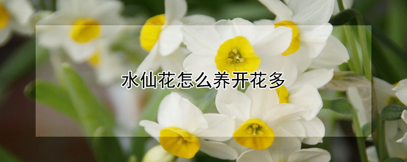 水仙花怎么養(yǎng)開花多