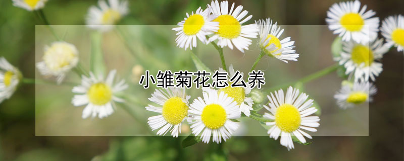 小雛菊花怎么養(yǎng)