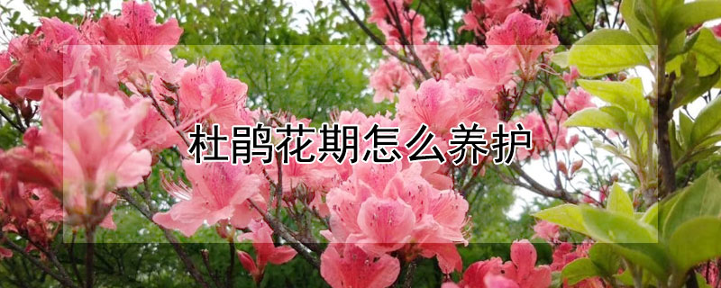 杜鵑花期怎么養(yǎng)護