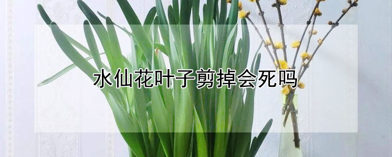 水仙花葉子剪掉會(huì)死嗎