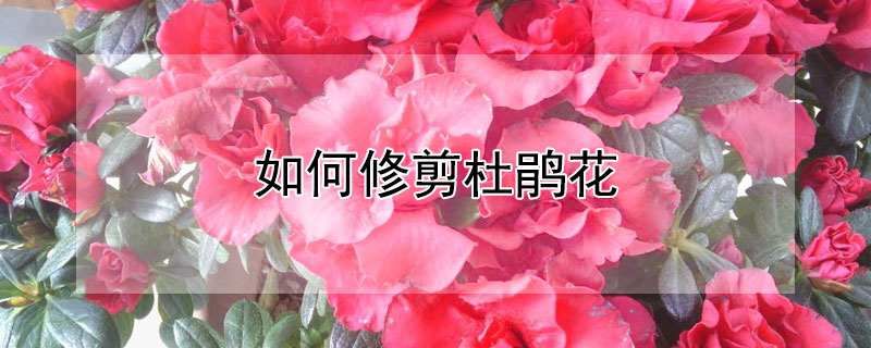 如何修剪杜鵑花