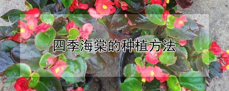 四季海棠的種植方法