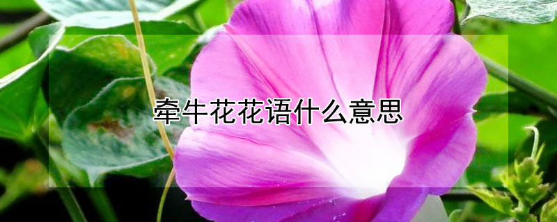 牽牛花花語什么意思