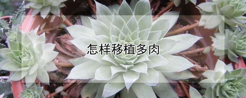 怎樣移植多肉