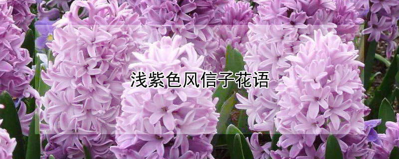 淺紫色風(fēng)信子花語