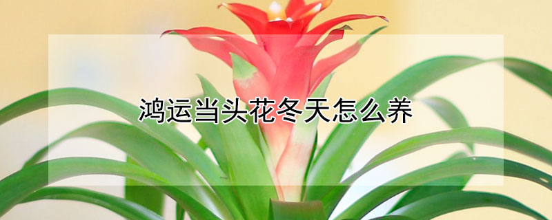 鴻運(yùn)當(dāng)頭花冬天怎么養(yǎng)