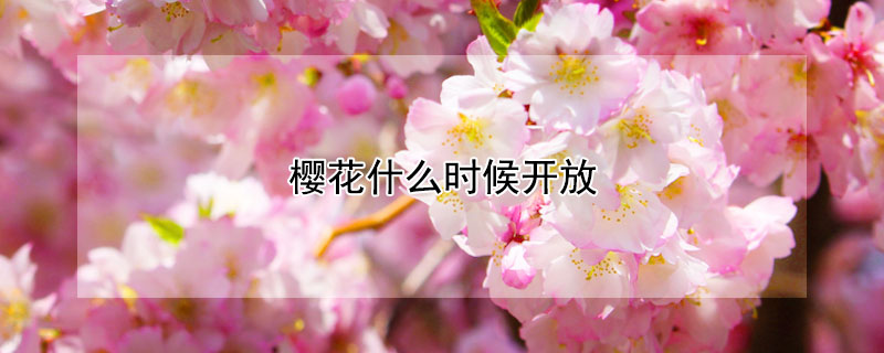 櫻花什么時(shí)候開(kāi)放