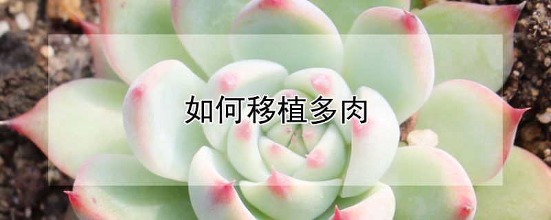 如何移植多肉