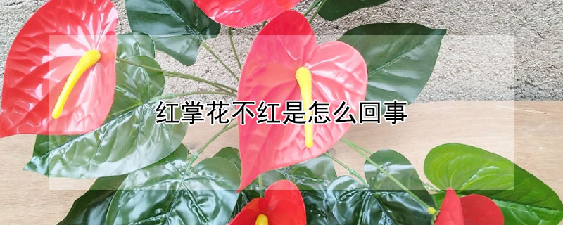 紅掌花不紅是怎么回事