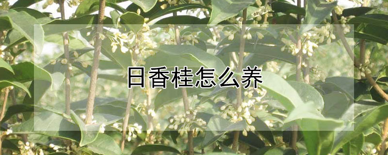 日香桂怎么養(yǎng)