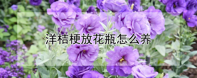 洋桔梗放花瓶怎么養(yǎng)