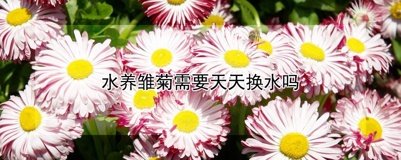 水養(yǎng)雛菊需要天天換水嗎