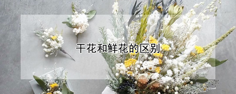 干花和鮮花的區別