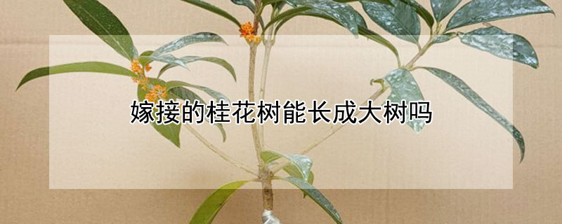 嫁接的桂花樹能長成大樹嗎