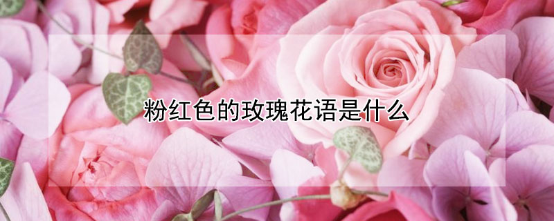 粉紅色的玫瑰花語是什么