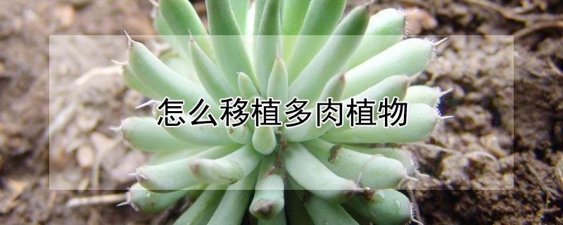 怎么移植多肉植物