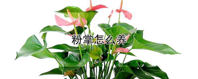 粉掌怎么養(yǎng)