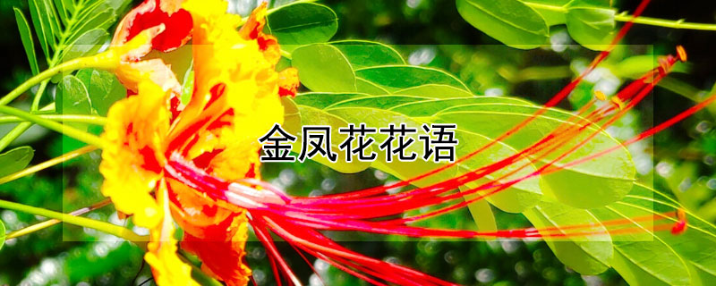 金鳳花花語(yǔ)