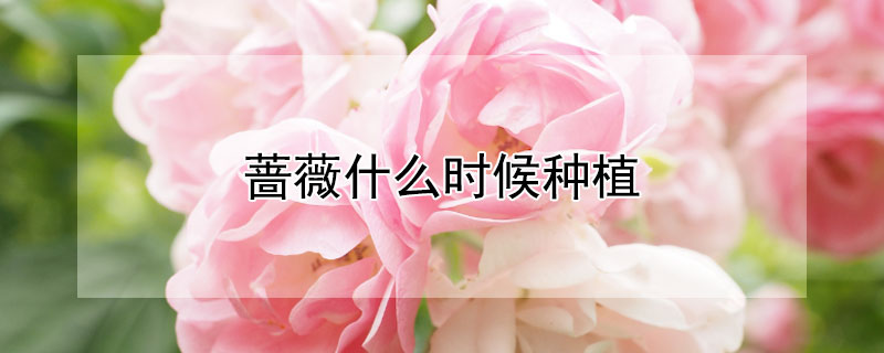 薔薇什么時候種植