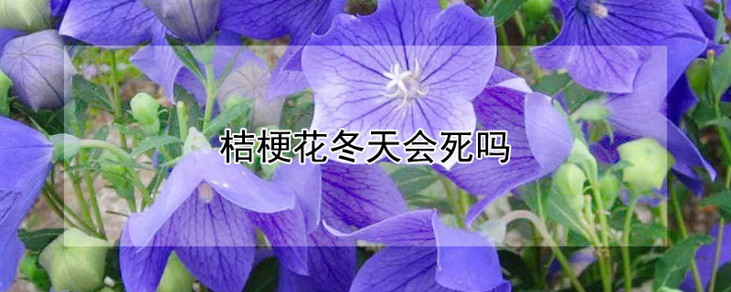 桔?；ǘ鞎?huì)死嗎