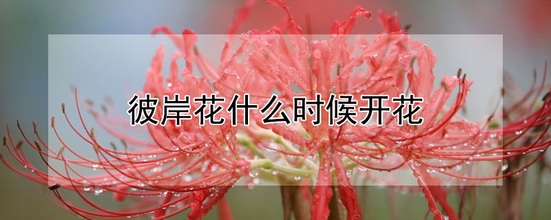 彼岸花什么時候開花