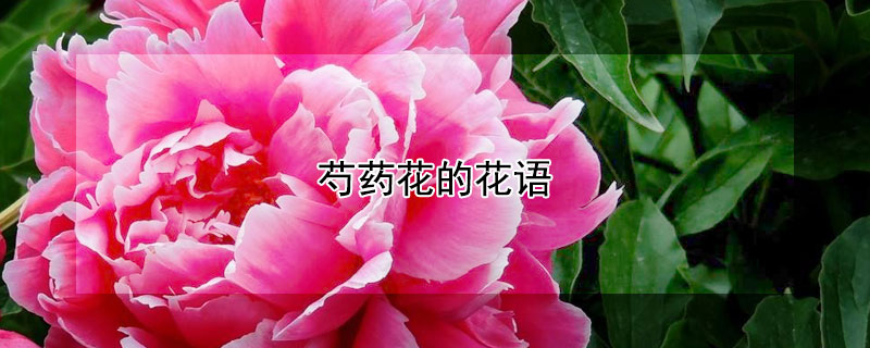 芍藥花的花語(yǔ)