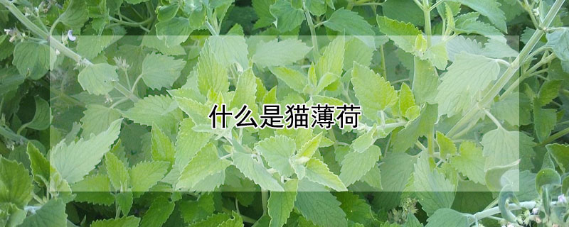 什么是貓薄荷