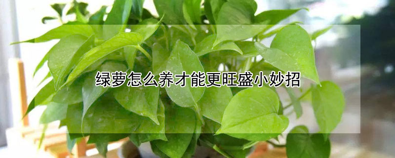 綠蘿怎么養(yǎng)才能更旺盛小妙招