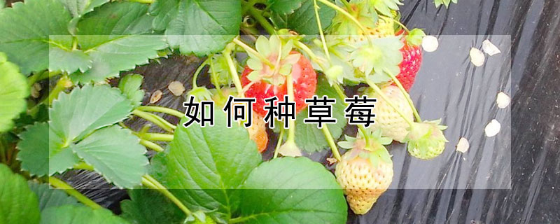 如何種草莓