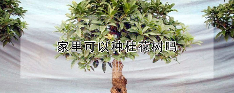 家里可以種桂花樹嗎