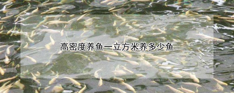 高密度養(yǎng)魚(yú)一立方米養(yǎng)多少魚(yú)