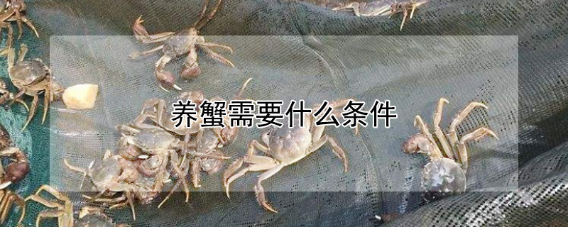 養蟹需要什么條件