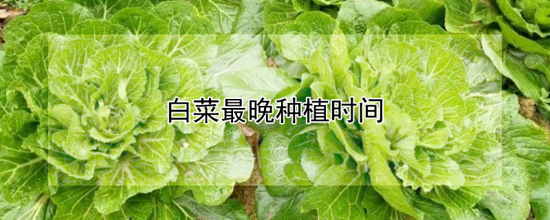 白菜最晚種植時間