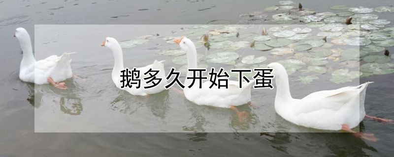 鵝多久開始下蛋