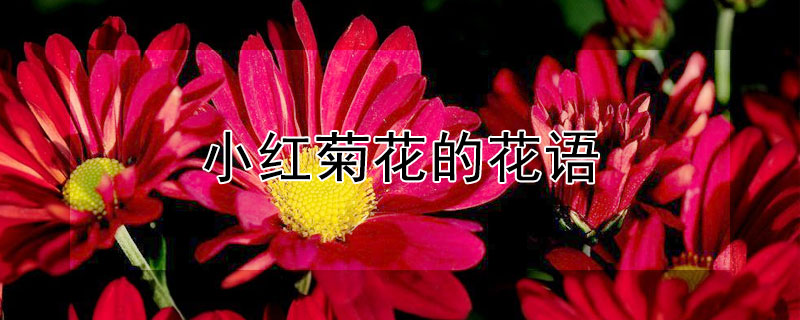 小紅菊花的花語