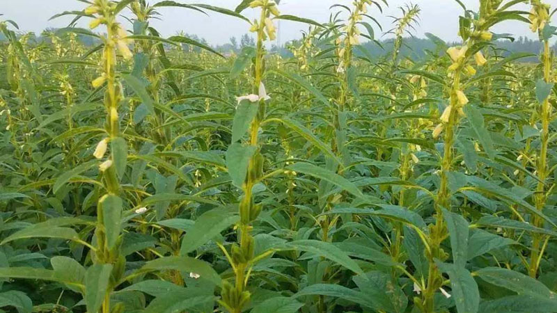 芝麻怎么種植技術