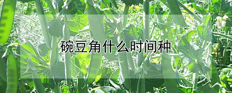 碗豆角什么時(shí)間種