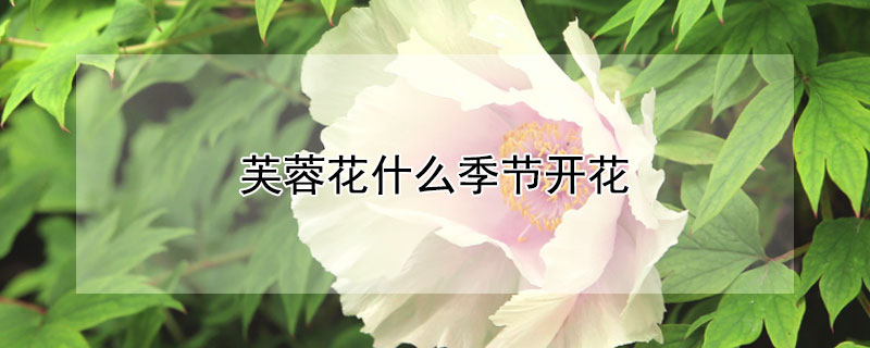 芙蓉花什么季節(jié)開花