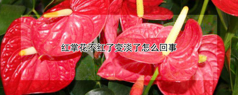 紅掌花不紅了變淡了怎么回事