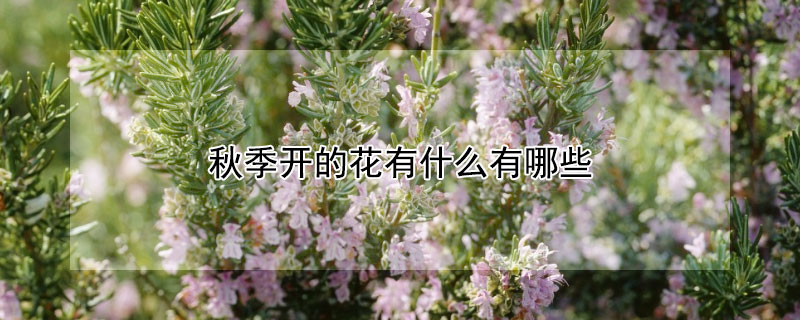 秋季開的花有什么有哪些