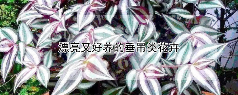 漂亮又好養(yǎng)的垂吊類花卉