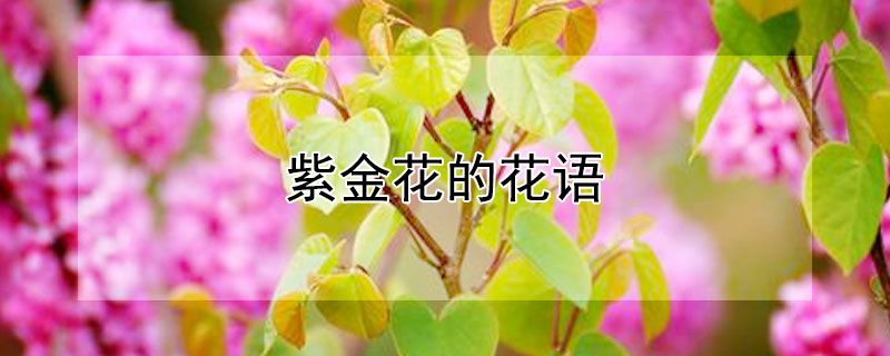 紫金花的花語