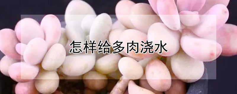 怎樣給多肉澆水