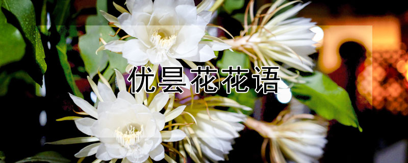 優曇花花語