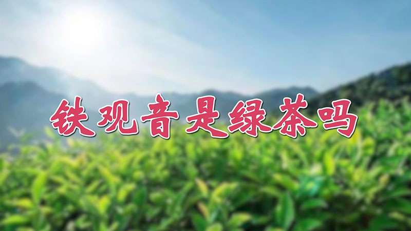 鐵觀音是綠茶嗎