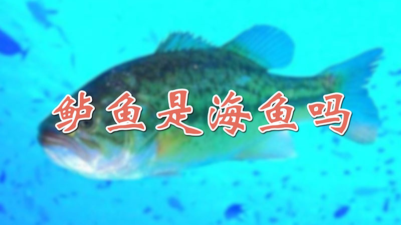 鱸魚是海魚嗎