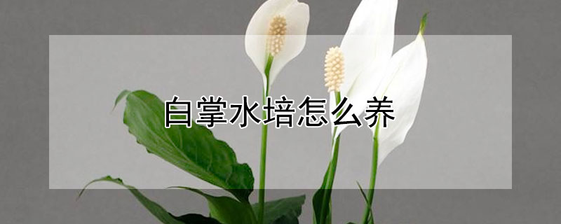 白掌水培怎么養(yǎng)